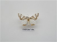 藏品(尺蛾592.1)的圖片